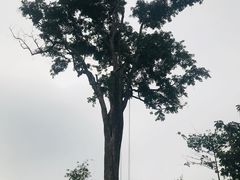 -大树秋千