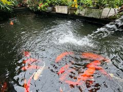 -寻味顺德·南记酒家·传统顺德菜·鱼生(广源路店)