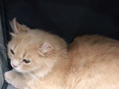 -猫力发电所·宠物专门店