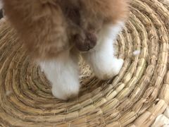 -宠颐生动物医院·猫科·心脏科(海口分院)