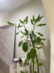 -Doria salon 小颜皮肤