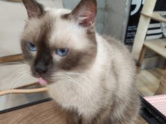 -Heymao猫咖.咖啡厅(东门店)