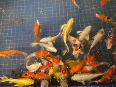 -昆明大悦城未来动物城(螺蛳湾中心店)