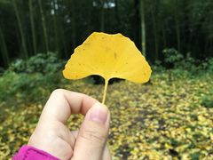 -西湖风景区十里琅珰-五云山
