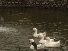 -静之湖湖畔餐厅