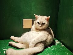 -猫儿山۰猫主题餐厅