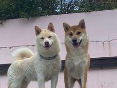 -汪说喵讲宠物乐园宠物酒店(红星美凯龙店)