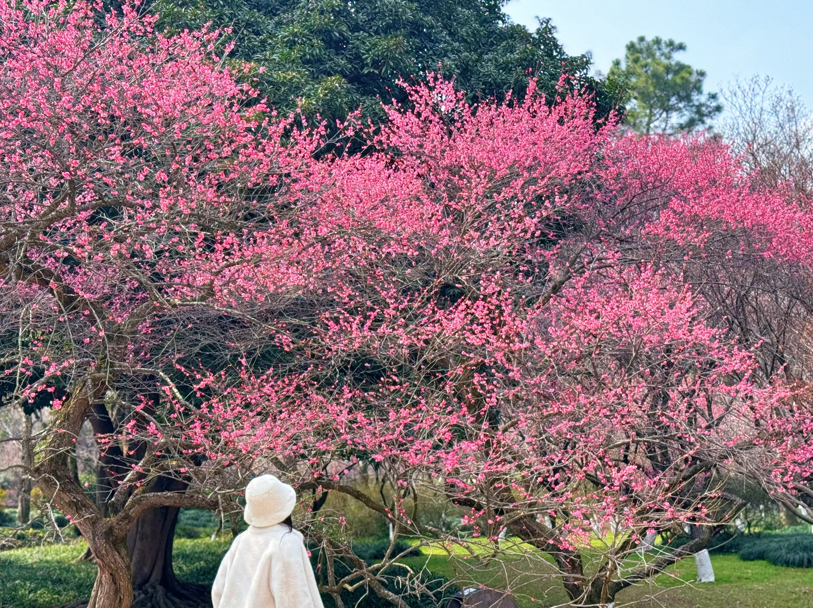 杭州植物园灵峰探梅图片