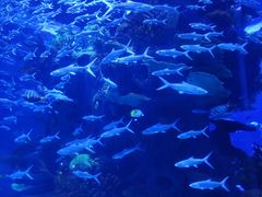 -多彩贵州城极地海洋世界