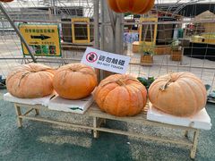 -北戴河集发农业梦想王国