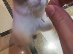 -猫色咖啡·猫咖