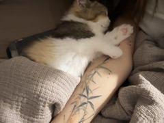 -Bastet sally猫舍购宠(静安店)