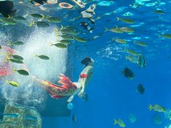-海合安武汉极地海洋公园