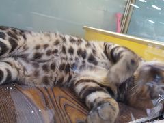 -乐宠宠物店(世纪金源店)