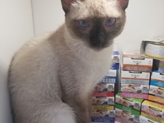-李小姐の猫咖啡馆(五角场店)