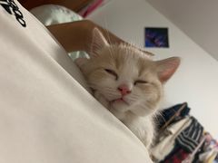 -70cat德文卷毛猫·缅因猫纯种猫舍