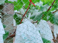 -马陆小张葡萄园农家乐