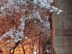-武汉大学-樱园