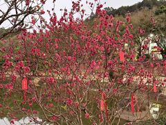 -南国桃园旅游度假区