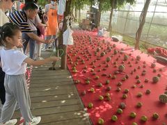 -前小桔亲子创意农场·草莓采摘·露营烧烤