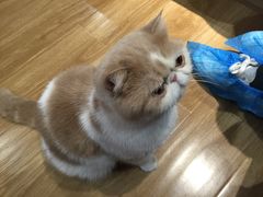 -滚猫咖啡·猫咖·猫友好撸猫(未来城店)