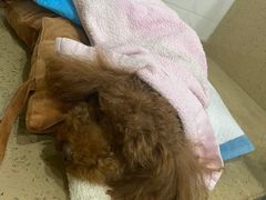 -伟伟宠物医院·CT影像中心·瑞派犬猫综合性门诊(汉口总院)