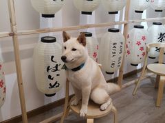 -柴迷FANS CLUB·柴犬狗咖·猫咖