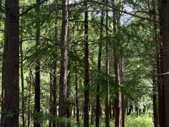 -上海长兴岛郊野公园