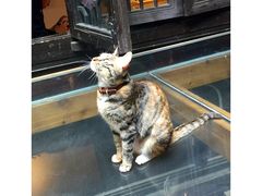 -猫的天空之城概念书店(杭州南宋御街店)