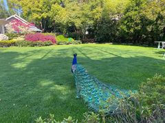 -J Create城市露营咖啡·简餐·宠物(上海动物园店)