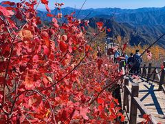 -大岭沟猕猴桃谷风景区