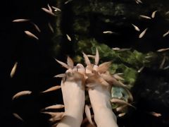 -深圳东部华侨城茵特拉根酒店