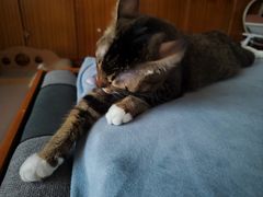 -集宠猫柠宠物生活馆