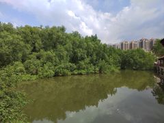 -大亚湾红树林城市湿地公园