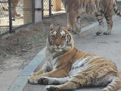 -大连森林动物园