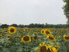 -上海杨姆庄园
