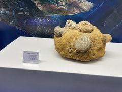 -贝壳王国博物馆