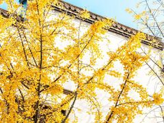 -老门东历史文化街区