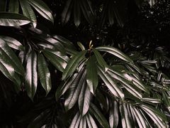 -昆明植物园