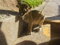 -西霞口神雕山野生动物世界