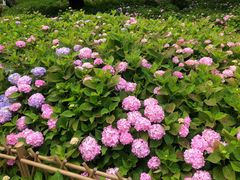 -上海共青森林公园