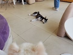 -怪兽屋·羊驼·猫咖·狗咖(俊华广场店)