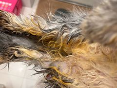 -PETKIT小佩宠物·低压洗护(国顺东路店)