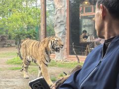 -上海野生动物园老虎餐厅