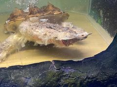 -上海大自然野生昆虫馆(东方明珠·爬宠昆虫探索中心)