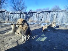 -北京野生动物园