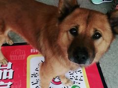 -安安宠医·安宠宠物医院