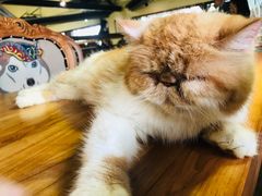 -more than meow吴止猫主题餐厅(承德 中船汇店)