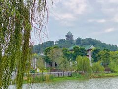 -王借岗森林公园