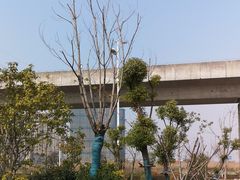 -九里河湿地公园